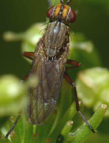 Pherbellia cinerella